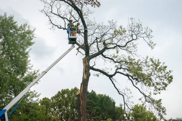 Best Seasonal Cleanup  in Stevensville, MI